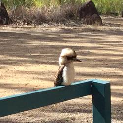 This litle kookaburra sat quite still and posed for a photo.