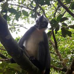 Funky monkey