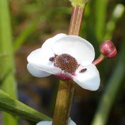 Blüte Durchwachsenes Laichkraut