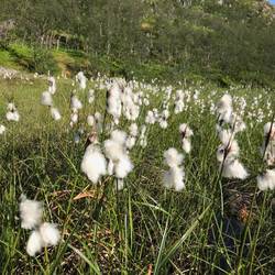 Die Pflanze fasst sich wie Wolle an.