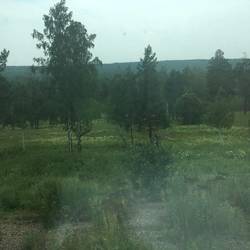 Wald