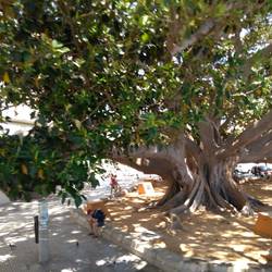 Riesen Gummi-Baum 🙃