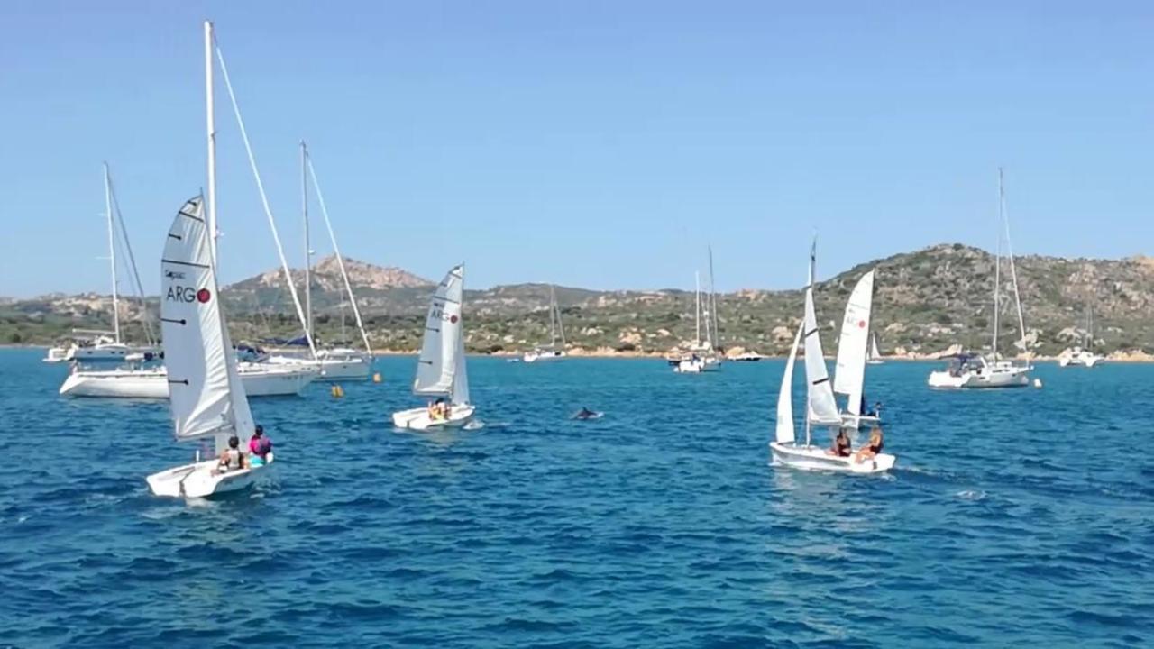 Delfine werden von der Segelschule verfolgt