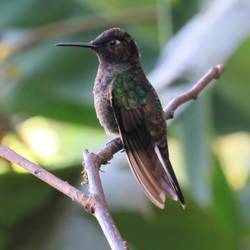 Colibri in las Cotingas