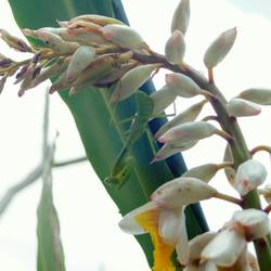 Hier versteckt sich eine Gottesanbeterin.