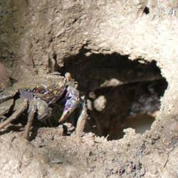 Mudcrab in den Mangroven