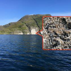 Auf dem weißen (vollgeschissenen) Felsen sitzen über tausend Möwen!