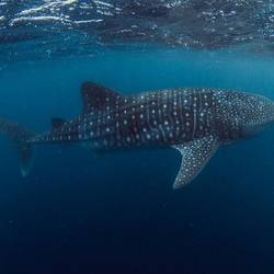 Whale shark approx 5 metres in length