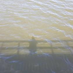 In dem trüben Wasser schwimmen Fische!