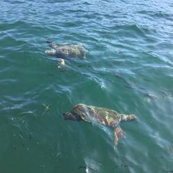 Loggerheads facing off over territory