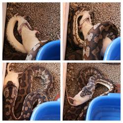 Das "Haustier"🐍 beim Fressen...ggrrr...😖