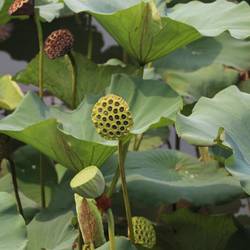 Endlich weiss ich's: das ist Lotus