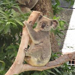 a couple of koalas