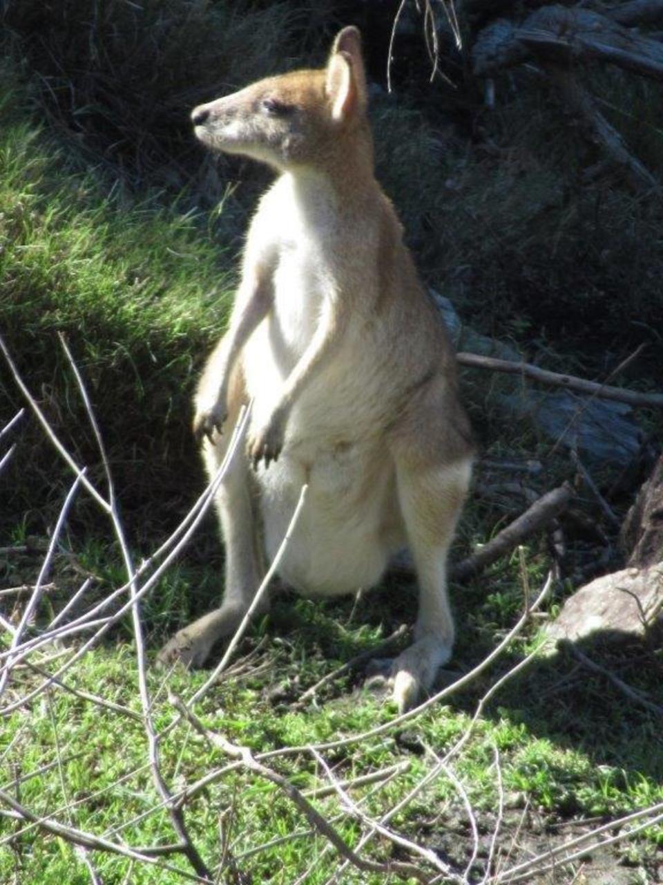 wallaby