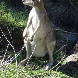 wallaby