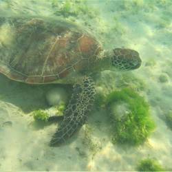 sea turtle