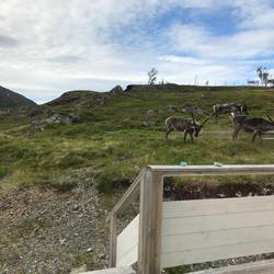 Und täglich grüßt das Rentier! Die sind so knuffig.