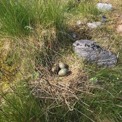 Es gab unglaublich viele Vögel auf Seiland.