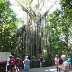 Curtain Fig Tree - the roots have created a curtain look.