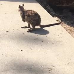 Rock Wallabies
