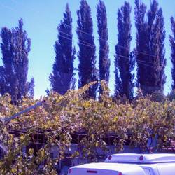 Evergreens & grapevines