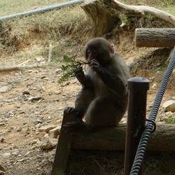 A monkey that is obviously thinking about something. - Ein Affe, der offensichtlich über etwas nachdenkt.