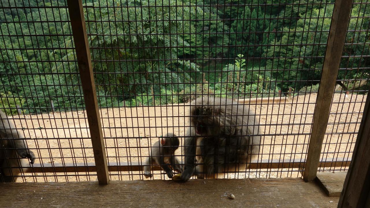 Her with child at the feeding station. - Mutter mit Kind b der Fütterungsstelle.