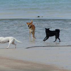 Hunde sind Freunde