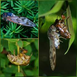 Zikaden in ihrer Transformation.