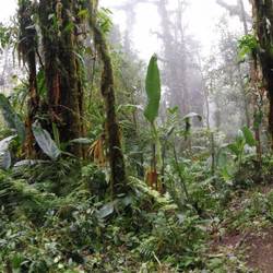 Rumble in the Jungle
