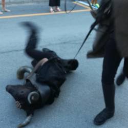 Die Zähmung des Bullen