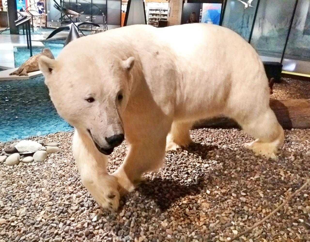Der Eisbär wurde getötet, da er Menschen im dorf bedroht hat.
