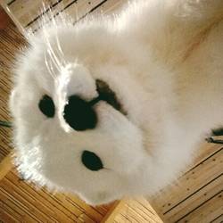 Polarfuchs im Selfie Modus 😉