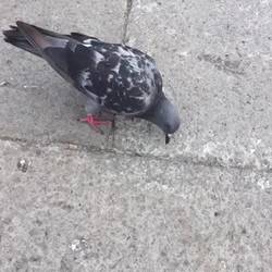 Finding Peter pigeon!