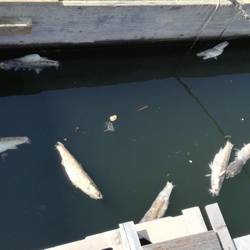 Regen spülte Süßwasser in den Hafen, was die Fische sterben lies