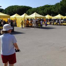 Der gelbe Markt direkt vom Erzeuger