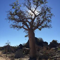 Boab tree. Boabs are found in Africa, Madagascar, and Australia
