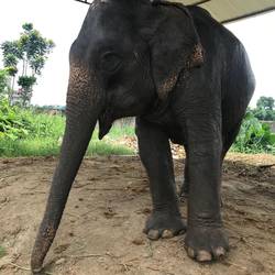 Mrs. Elephant