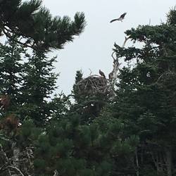 Osprey landing in nest