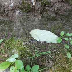 A salamander on the way. - Ein Salamander auf dem Weg.