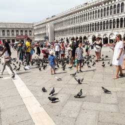 Les pigeons de la place St Marc