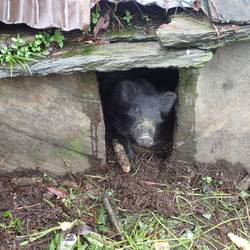 Seriously cute pigs