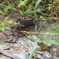 Came across a crab...