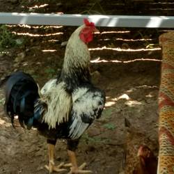 Has his own sense of time - the rooster of Gazkesmez!