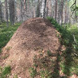 Wir haben schon einige gesehen, aber das war bisher der größte Ameisenhaufen!