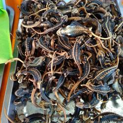 Getrocknete Salamander ☹️