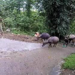 Normaler Morgen vorm Homestay