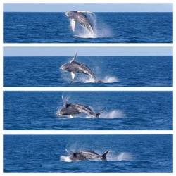 Solch eine Fotocollage wäre cool gewesen