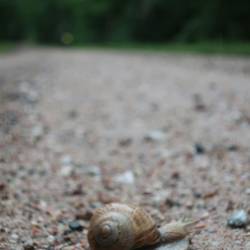 Ein Elch (bei Regen kommen sie zuhauf auf die Straße gekrochen)