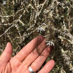 Der finnische Luftsensor!